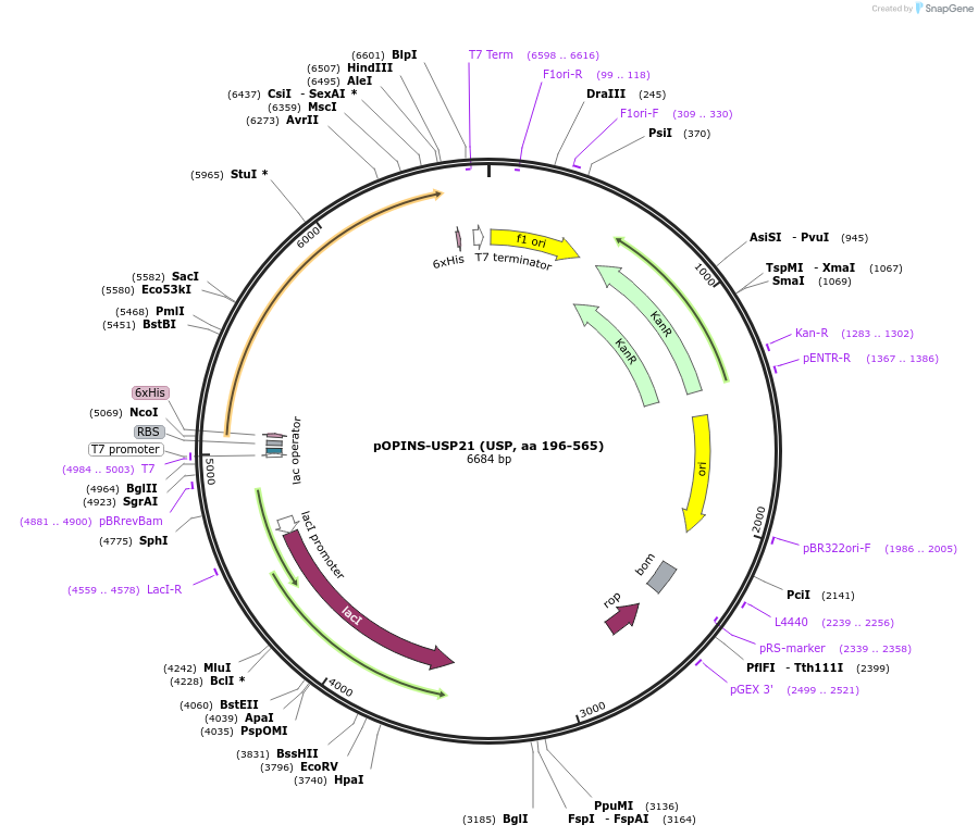 61585-plasmid-map-sequence-id-100372