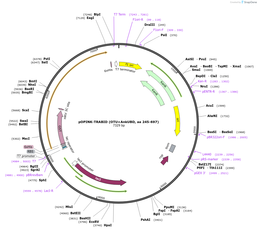 61590-plasmid-map-sequence-id-100373
