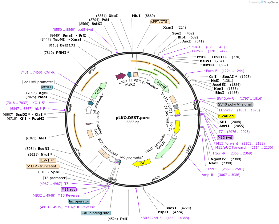 32682-plasmid-map-sequence-id-100376