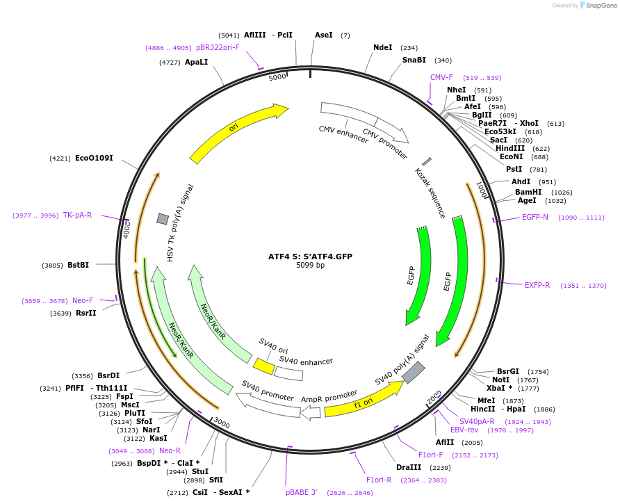 21852-plasmid-map-sequence-id-10038