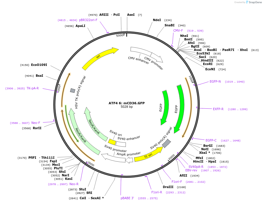 21853-plasmid-map-sequence-id-10039