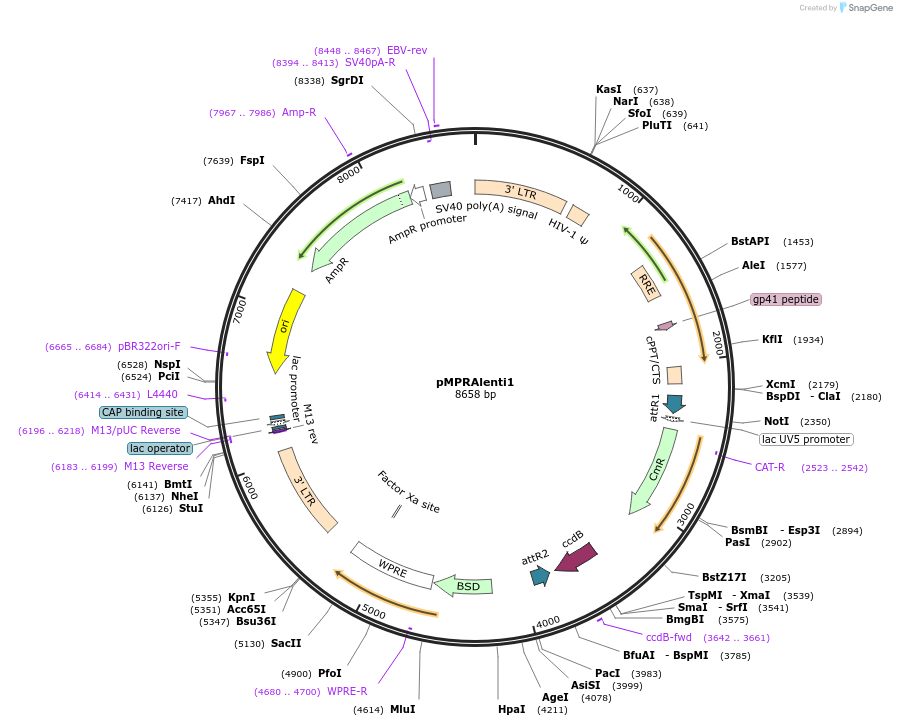 61600-plasmid-map-sequence-id-100392