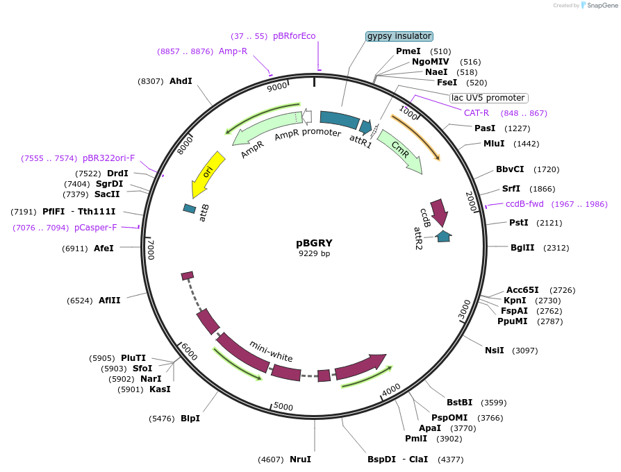 61599-plasmid-map-sequence-id-100397