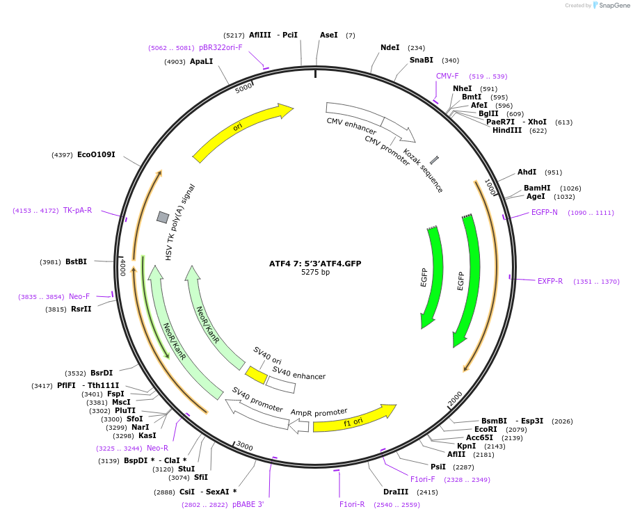 21854-plasmid-map-sequence-id-10040