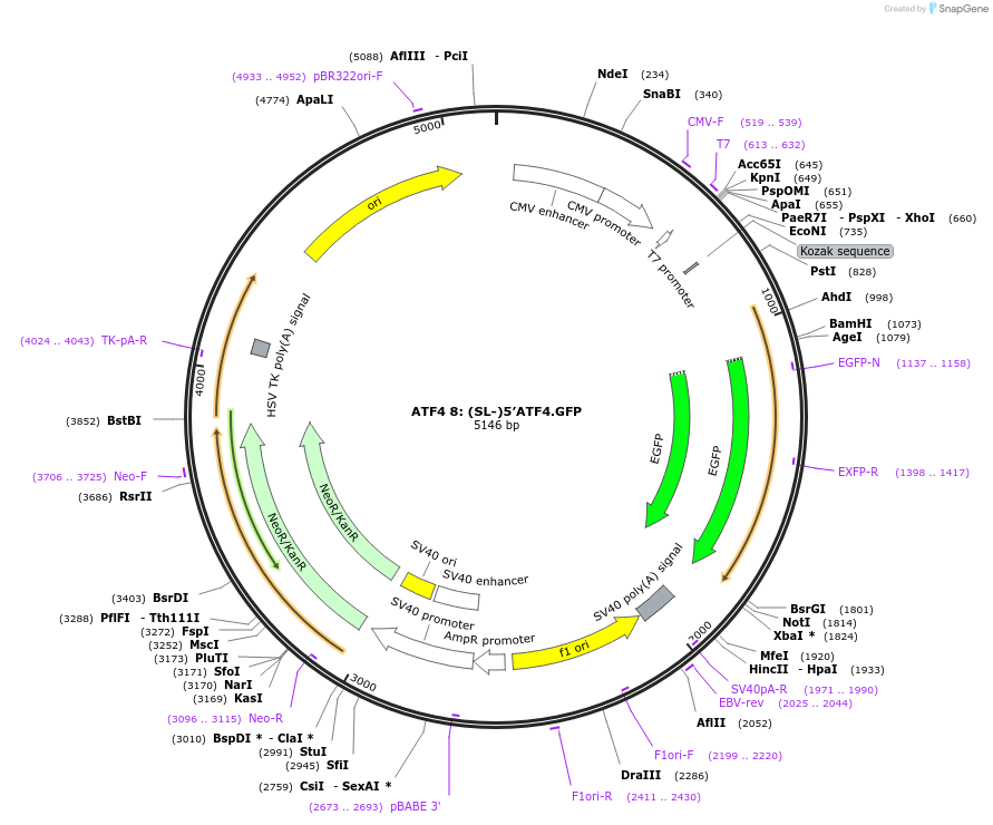 21855-plasmid-map-sequence-id-10041