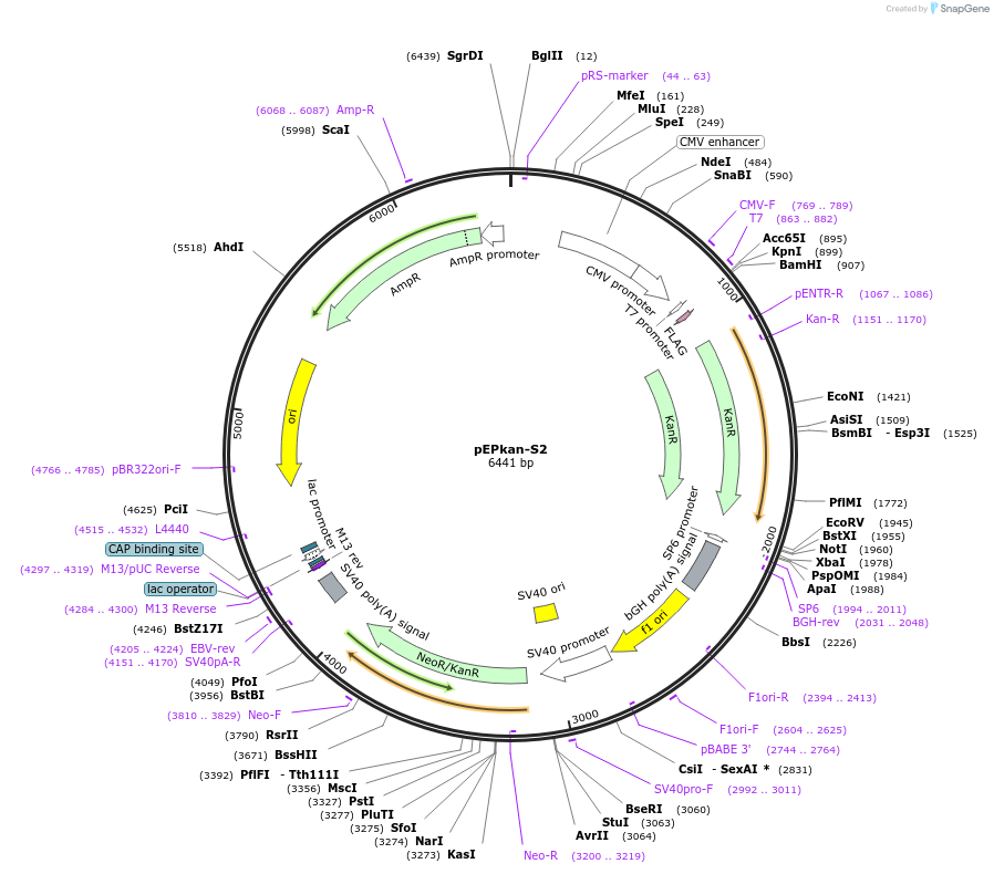 61601-plasmid-map-sequence-id-100412
