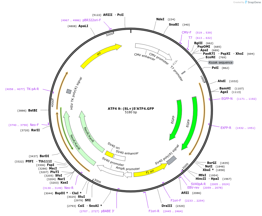 21856-plasmid-map-sequence-id-10042