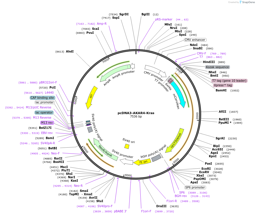 61621-plasmid-map-sequence-id-100422