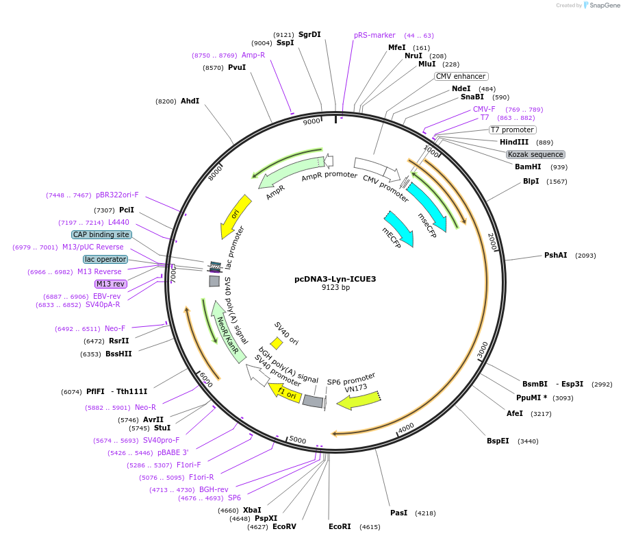 61623-plasmid-map-sequence-id-100424