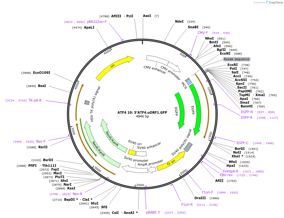21857-plasmid-map-sequence-id-10043
