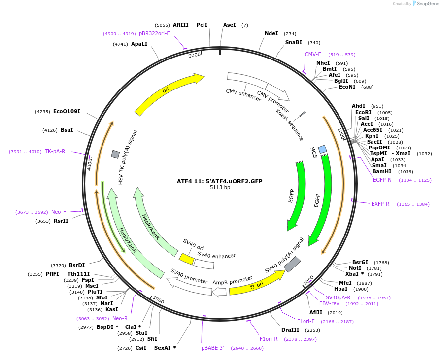 21858-plasmid-map-sequence-id-10044