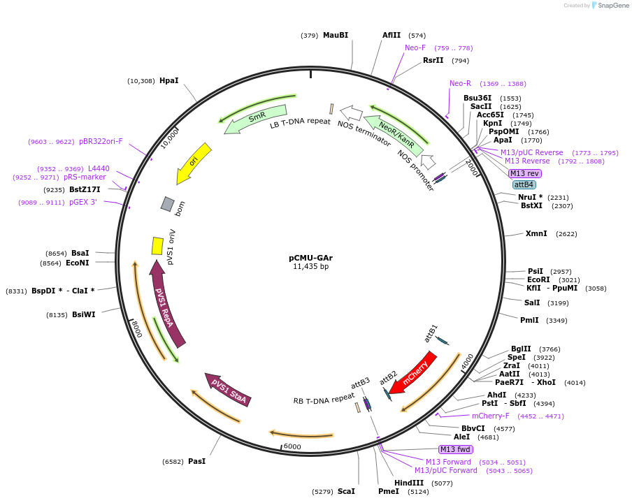 61172-plasmid-map-sequence-id-100454