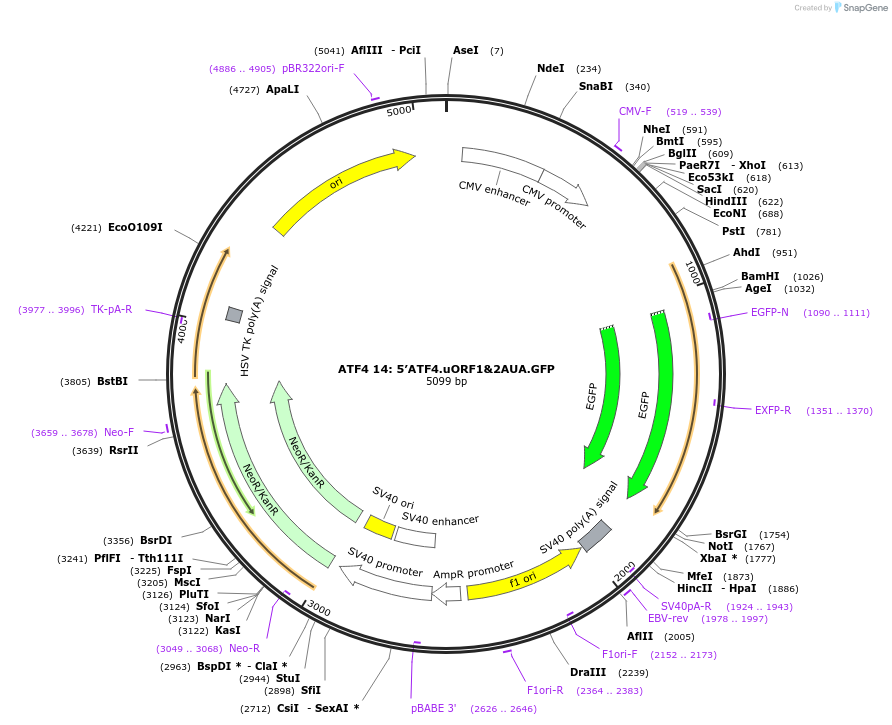 21861-plasmid-map-sequence-id-10047
