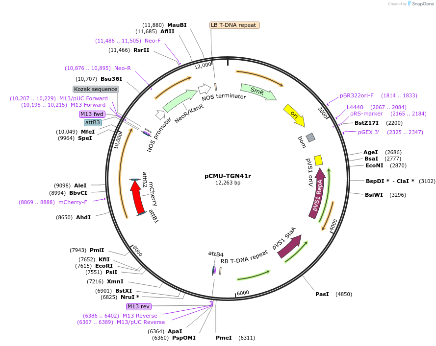 61176-plasmid-map-sequence-id-100472