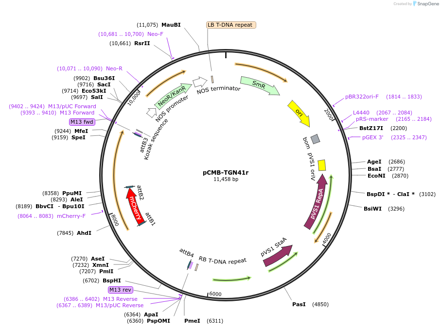 61177-plasmid-map-sequence-id-100475