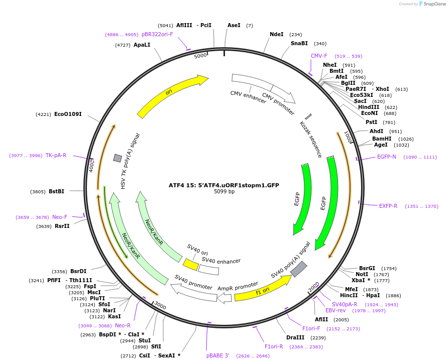 21862-plasmid-map-sequence-id-10048