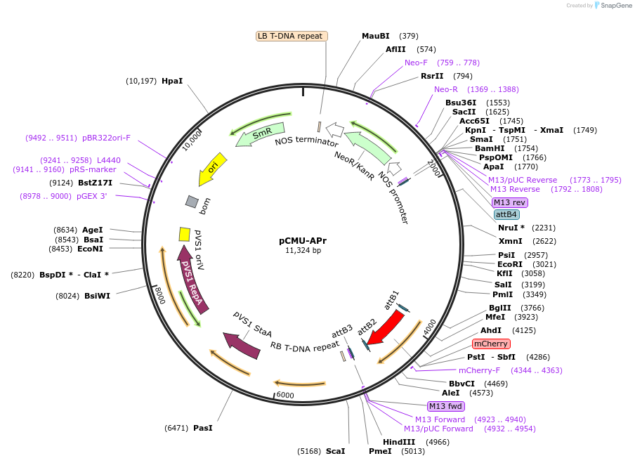 61182-plasmid-map-sequence-id-100486
