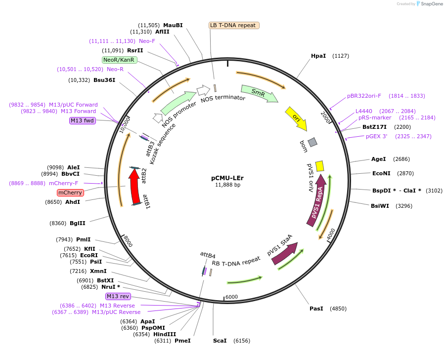 61185-plasmid-map-sequence-id-100491
