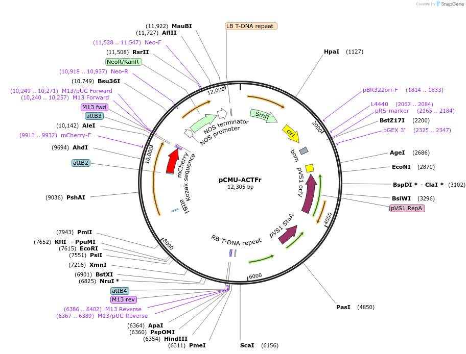 61191-plasmid-map-sequence-id-100502