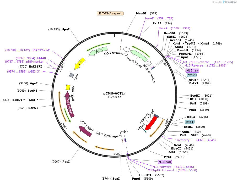 61193-plasmid-map-sequence-id-100505