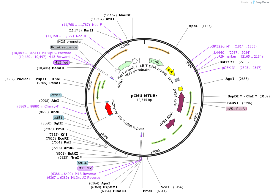 61196-plasmid-map-sequence-id-100509