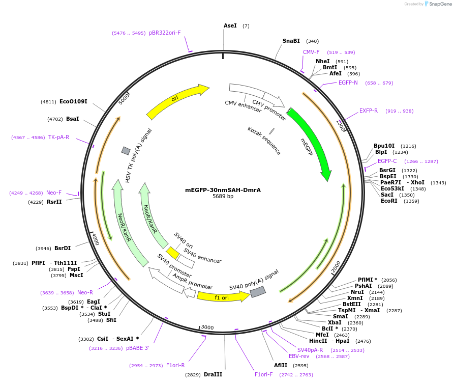 61680-plasmid-map-sequence-id-100544