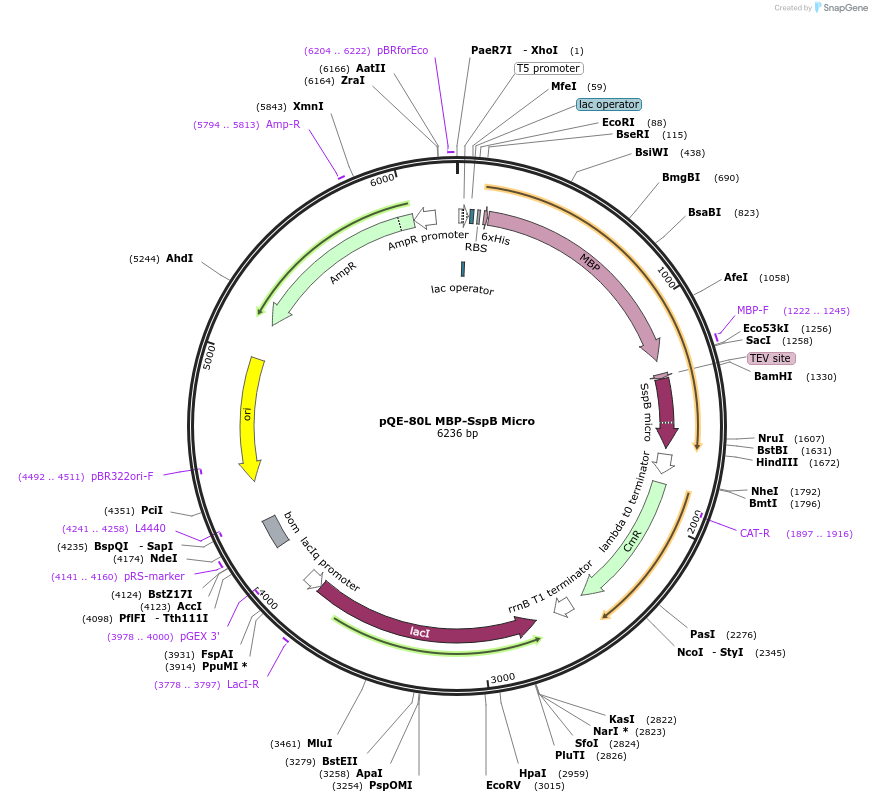 60410-plasmid-map-sequence-id-100546