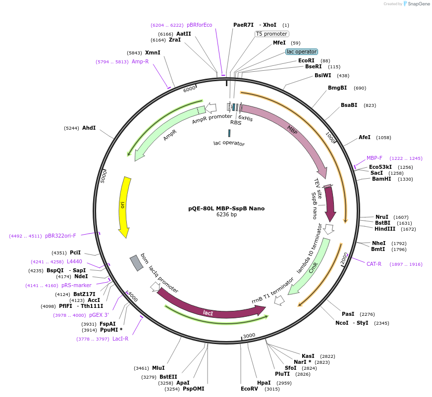 60409-plasmid-map-sequence-id-100548