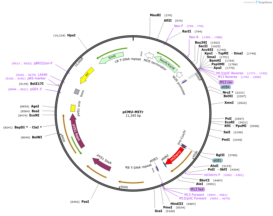 61198-plasmid-map-sequence-id-100579