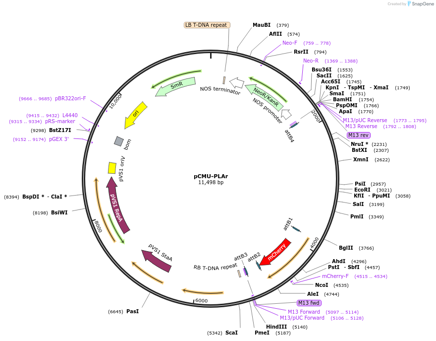 61200-plasmid-map-sequence-id-100582