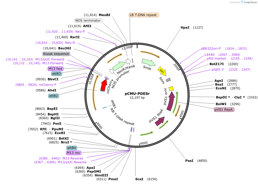 61206-plasmid-map-sequence-id-100592