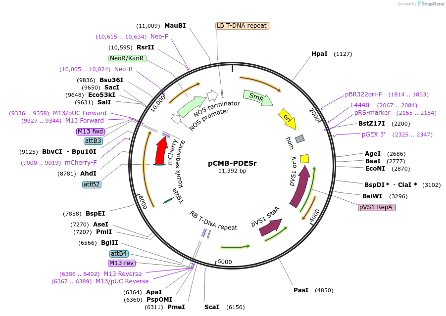 61207-plasmid-map-sequence-id-100593