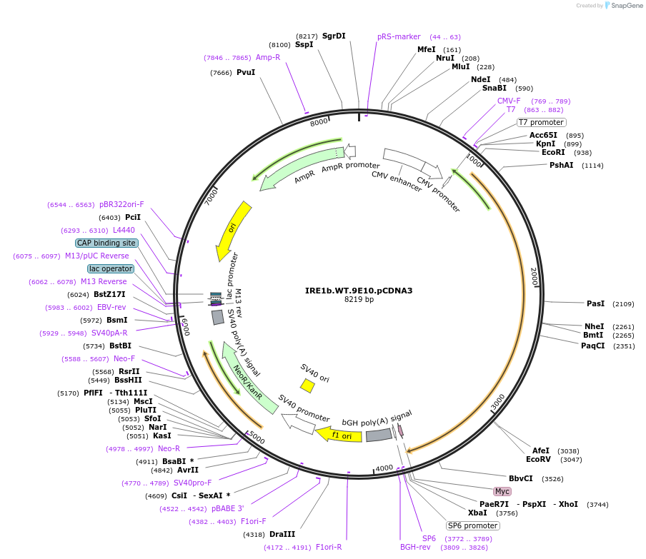 21880-plasmid-map-sequence-id-10061