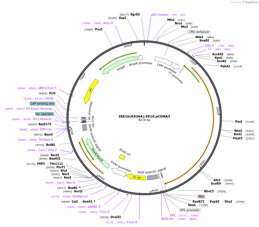 21881-plasmid-map-sequence-id-10062