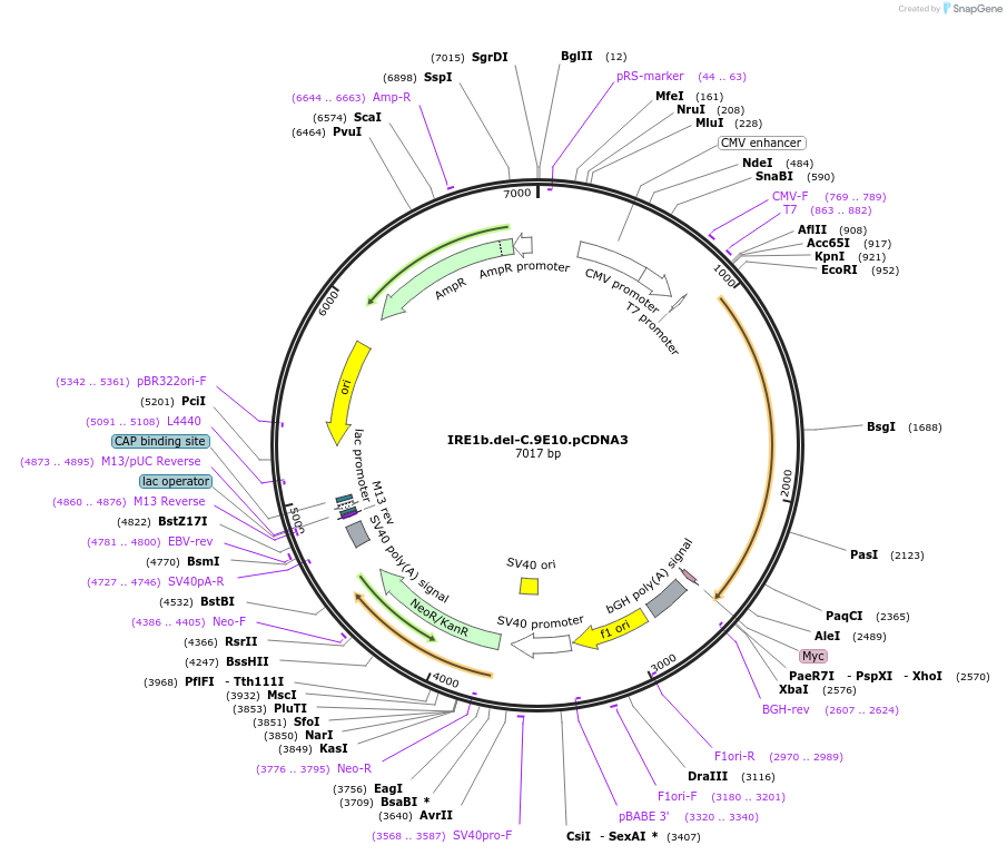 21882-plasmid-map-sequence-id-10063