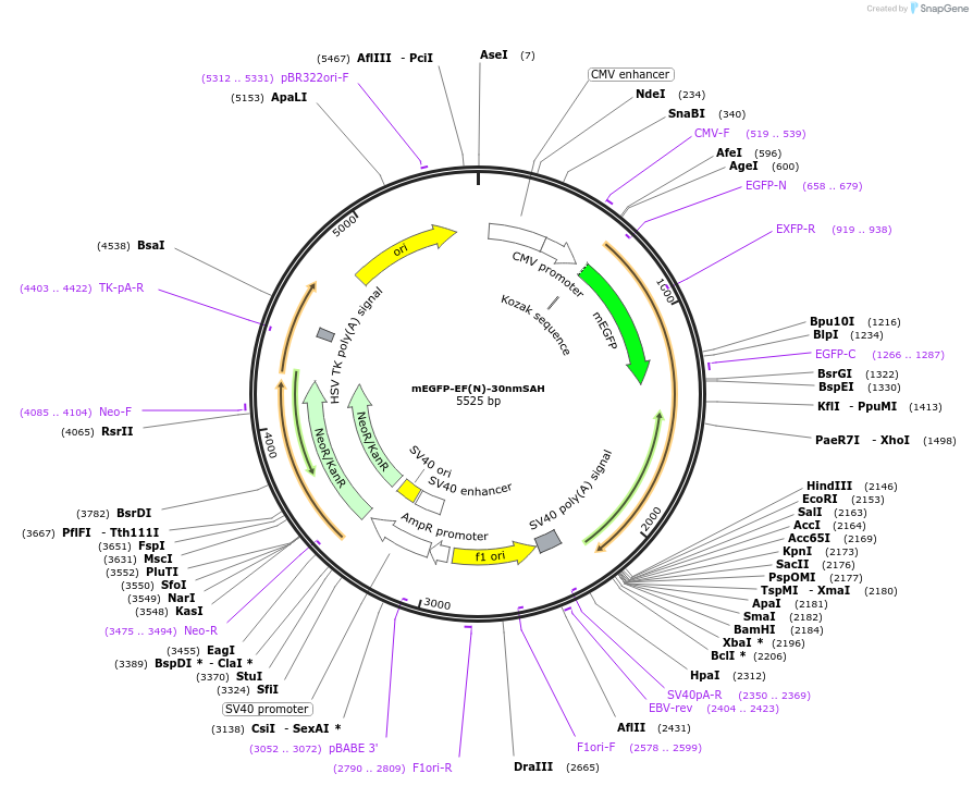 61679-plasmid-map-sequence-id-100635