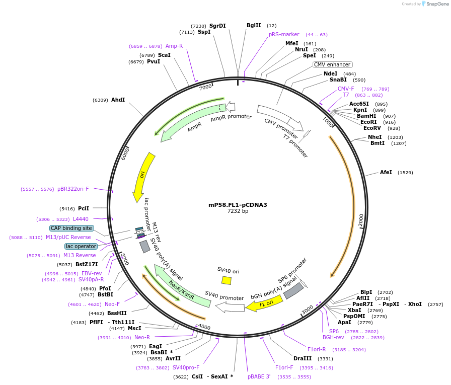 21883-plasmid-map-sequence-id-10064