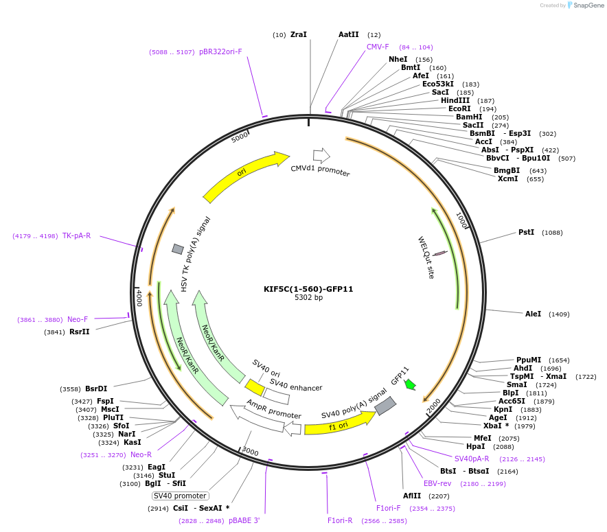 61670-plasmid-map-sequence-id-100642