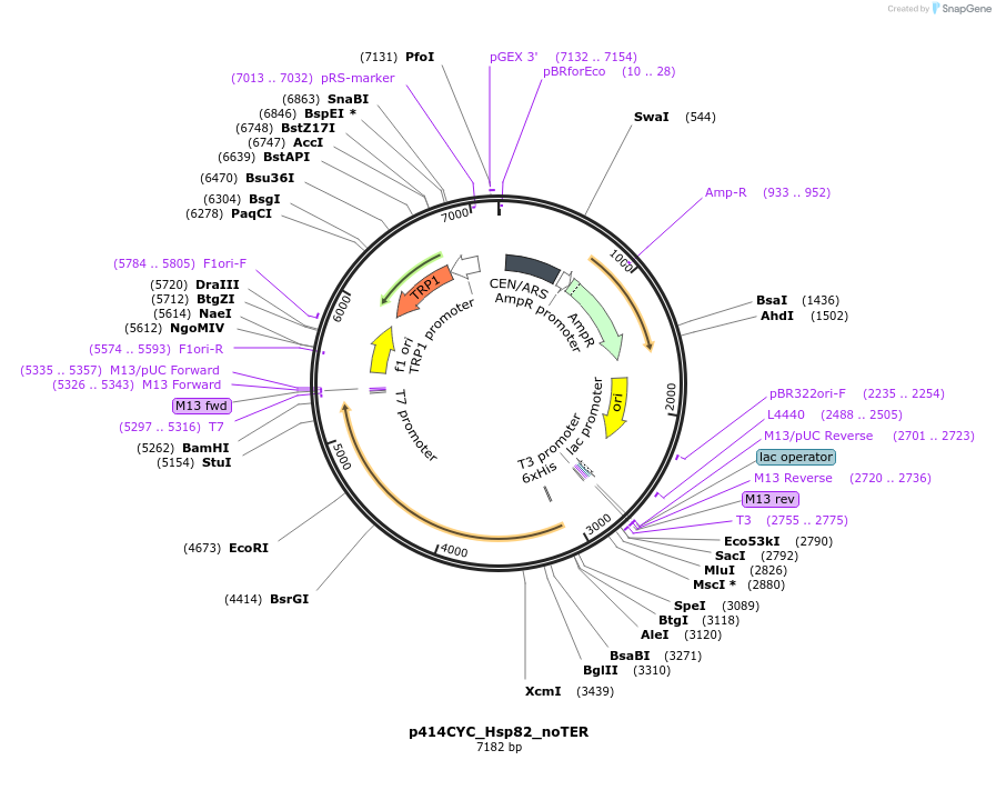 61716-plasmid-map-sequence-id-100672