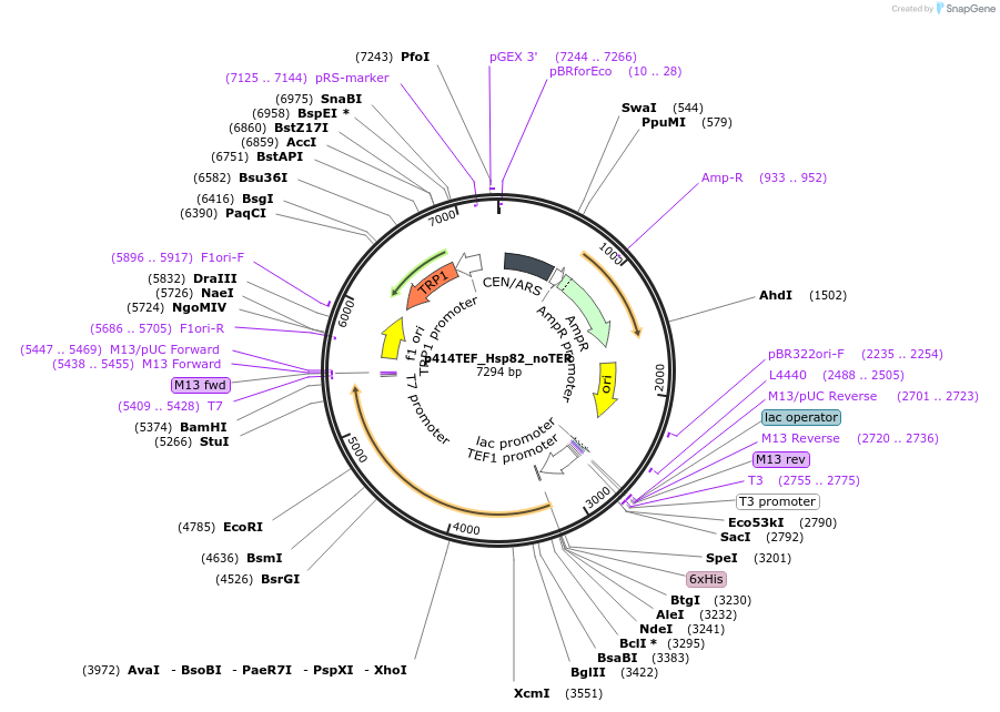 61714-plasmid-map-sequence-id-100674
