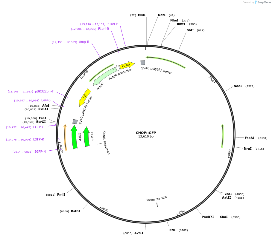 21898-plasmid-map-sequence-id-10072