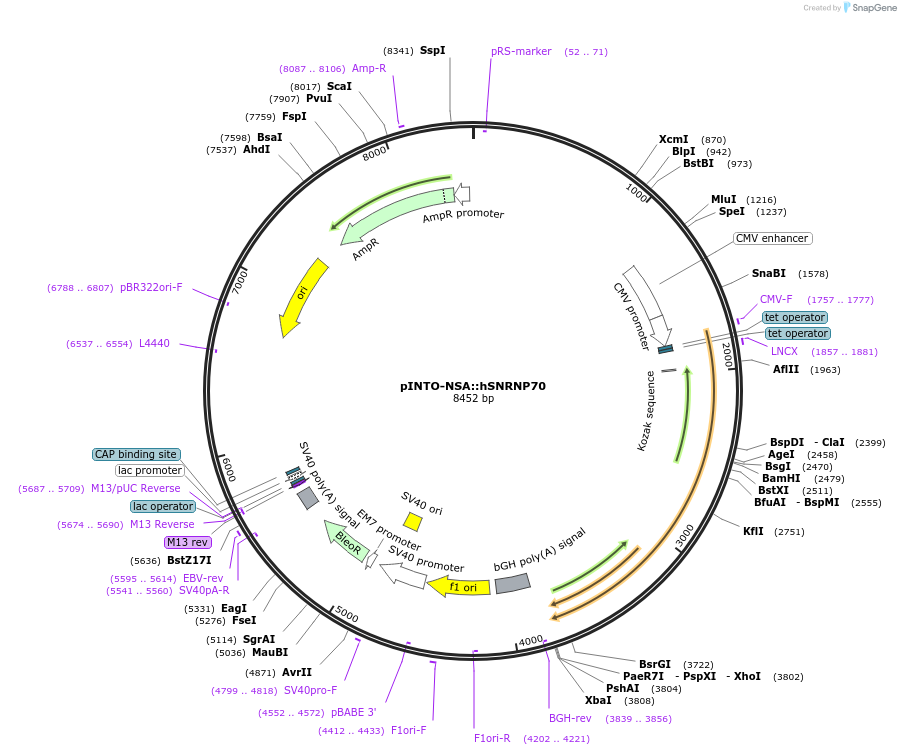 61726-plasmid-map-sequence-id-100724