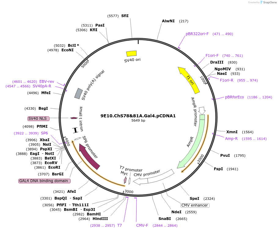 21901-plasmid-map-sequence-id-10073