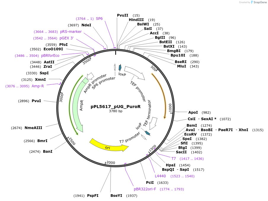 60928-plasmid-map-sequence-id-100738
