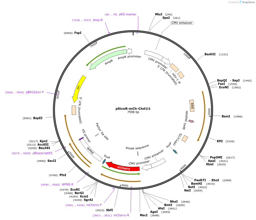21904-plasmid-map-sequence-id-10076
