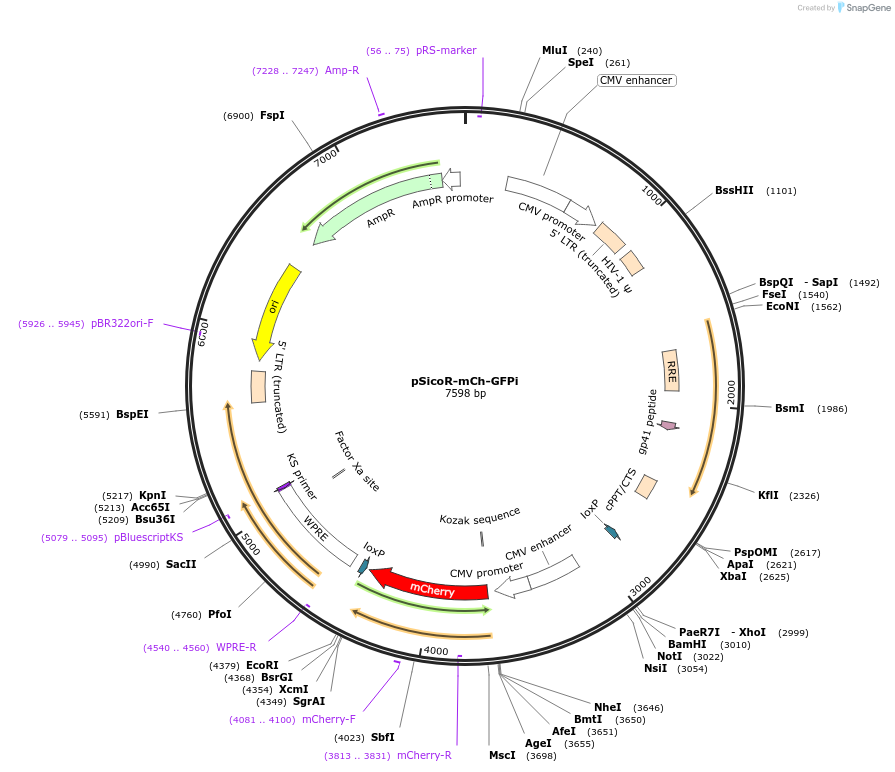 21905-plasmid-map-sequence-id-10077