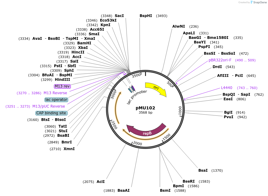 61805-plasmid-map-sequence-id-100798