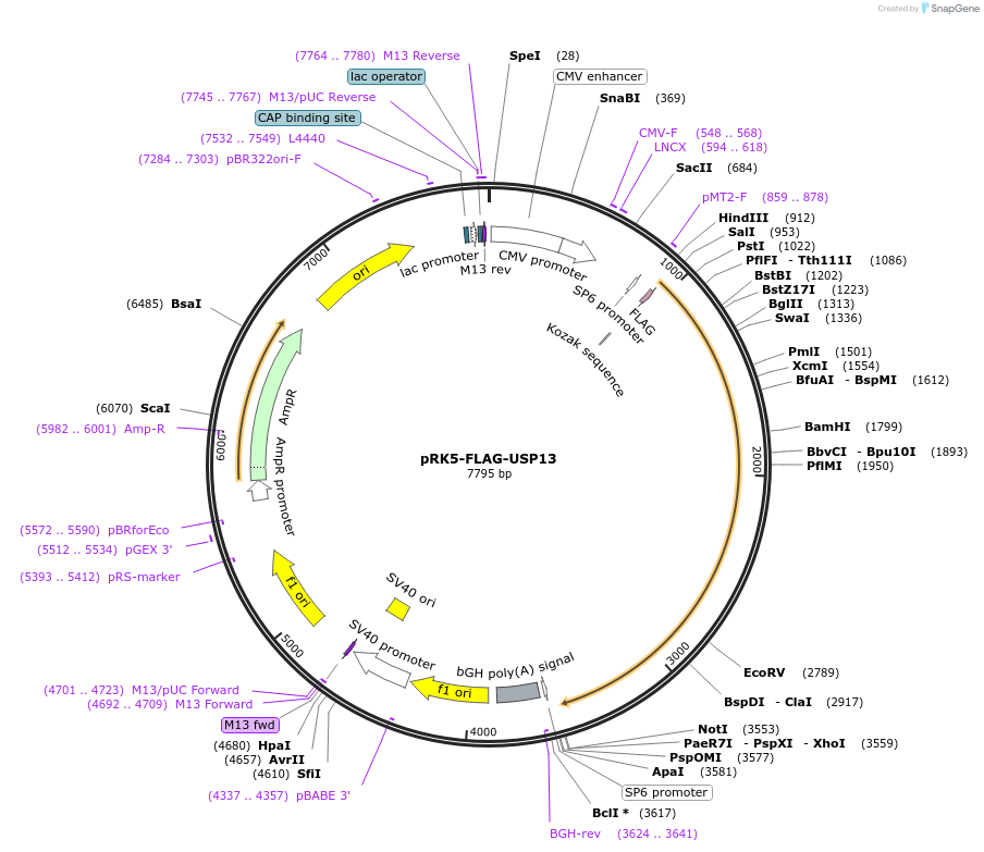 61741-plasmid-map-sequence-id-100804