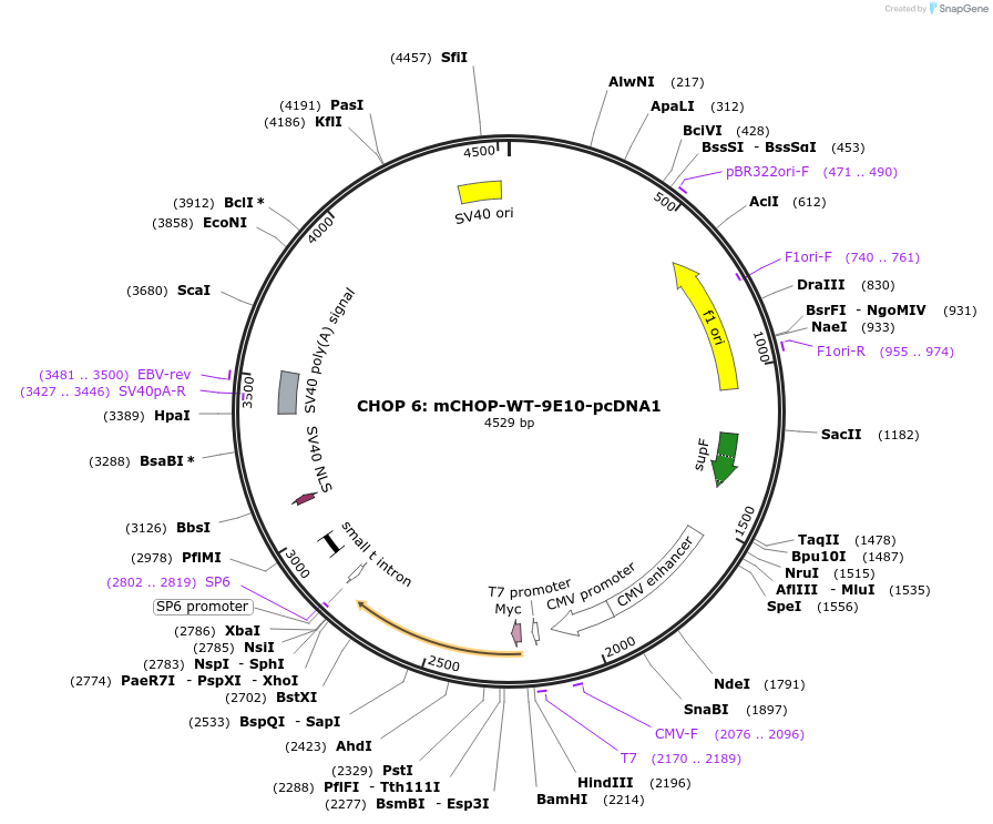 21913-plasmid-map-sequence-id-10084