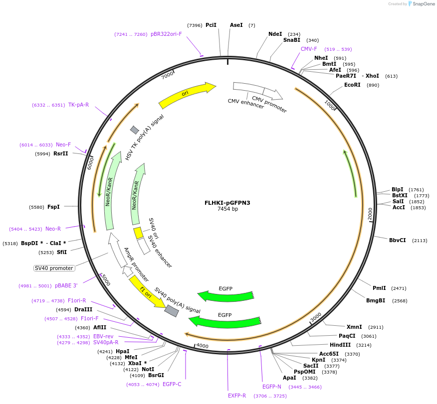 21917-plasmid-map-sequence-id-10087